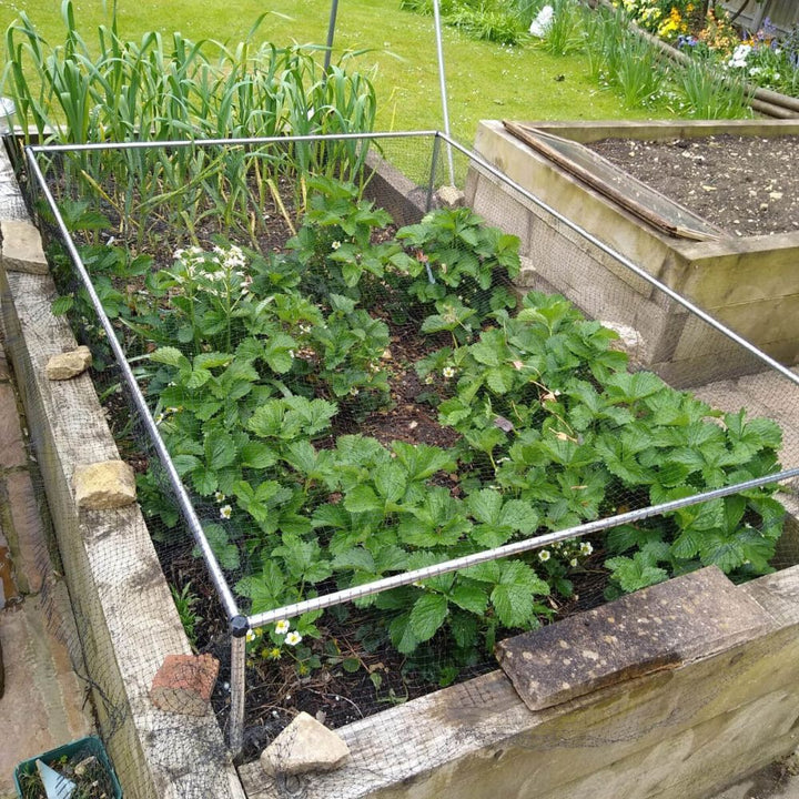Low Fruit and Vegetable Cage with No Netting - Garden Netting