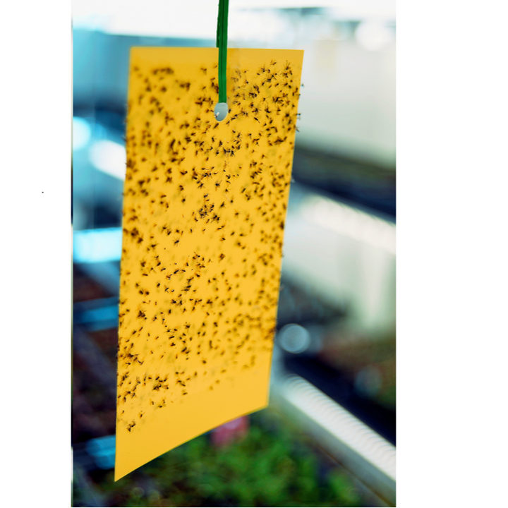 Yellow Sticky Traps - Garden Netting