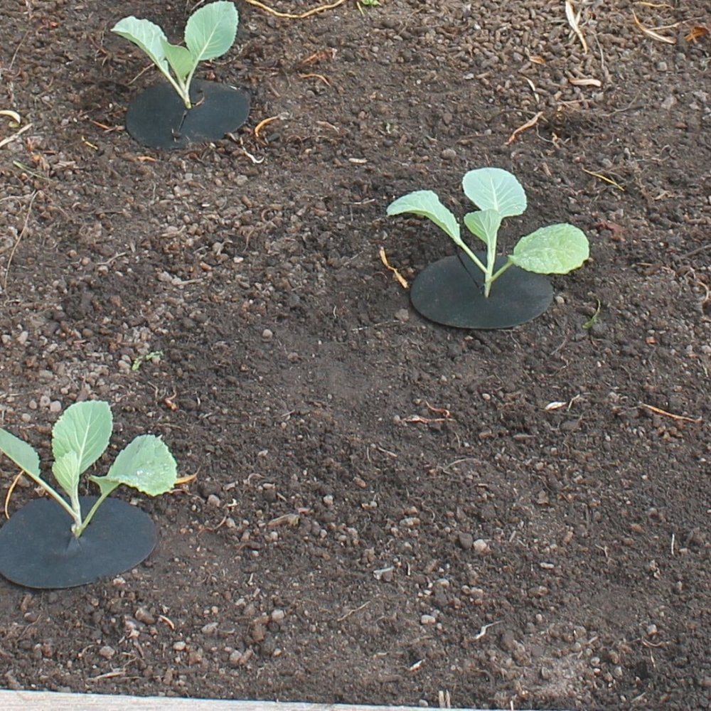 Cabbage Collars - Garden Netting